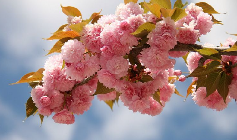 描写春天大自然的景象作文