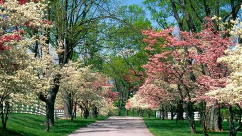 �������쾰ɫ������